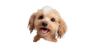Happy Soapy Poodle Vinyl Car Decal Sticker – Waterproof & UV-Resistant 5.4 Happy Soapy Poodle Vinyl Car Decal Sticker – Waterproof & UV-Resistant 5.4