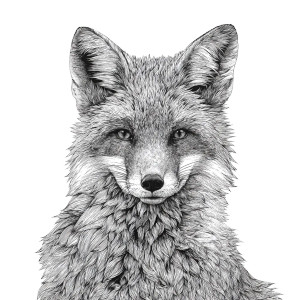 Majestic Fox V3 Vinyl Car Decal Sticker – Waterproof & UV-Resistant 3.4133333333333336" Majestic Fox V3 Vinyl Car Decal Sticker – Waterproof & UV-Resistant 3.4133333333333336"