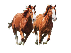 Galloping Horses V4 Vinyl Car Decal Sticker – Waterproof & UV-Resistant 6.1866666666666665" Galloping Horses V4 Vinyl Car Decal Sticker – Waterproof & UV-Resistant 6.1866666666666665"