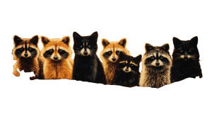 Raccoon Rebus Painting Vinyl Car Decal Sticker – Waterproof & UV-Resistant 2.72"