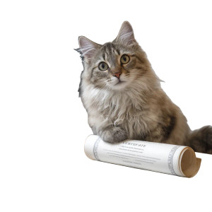 Cute Cat With Certificate Vinyl Car Decal Sticker – Waterproof & UV-Resistant 3.4133333333333336"