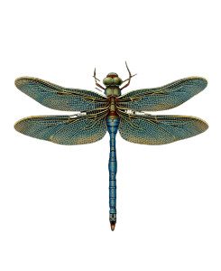 Dragonfly Painting Vinyl Car Decal Sticker – Waterproof & UV-Resistant 4.05333333333333 Dragonfly Painting Vinyl Car Decal Sticker – Waterproof & UV-Resistant 4.05333333333333