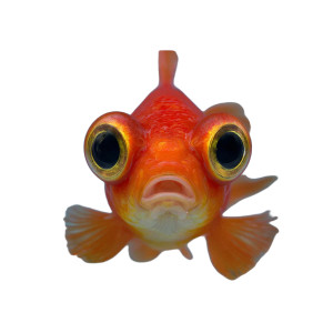 Suspicious Goldfish Vinyl Car Decal Sticker – Waterproof & UV-Resistant 6.826666666666667"