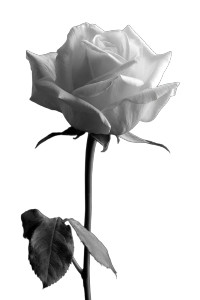 White Rose V7 Vinyl Car Decal Sticker – Waterproof & UV-Resistant 8.96"