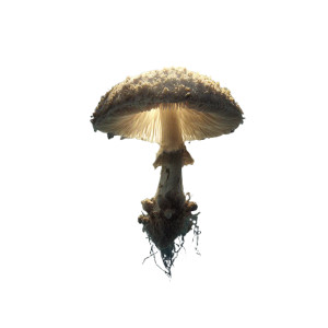 Magic Mushroom Vinyl Car Decal Sticker – Waterproof & UV-Resistant 3.4133333333333336" Magic Mushroom Vinyl Car Decal Sticker – Waterproof & UV-Resistant 3.4133333333333336"