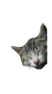 Stray Kitten Sleeping Vinyl Car Decal Sticker – Waterproof & UV-Resistant 4.8533333333333335" Stray Kitten Sleeping Vinyl Car Decal Sticker – Waterproof & UV-Resistant 4.8533333333333335"