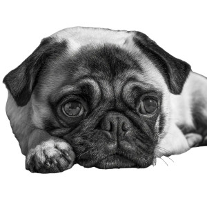 Sad Pug Close-Up Vinyl Car Decal Sticker – Waterproof & UV-Resistant 3.4133333333333336"