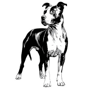 Amstaff Dog Drawing Vinyl Car Decal Sticker – Waterproof & UV-Resistant 3.4133333333333336" Amstaff Dog Drawing Vinyl Car Decal Sticker – Waterproof & UV-Resistant 3.4133333333333336"