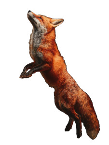 Leaping Fox Vinyl Car Decal Sticker – Waterproof & UV-Resistant 8.213333333333333"