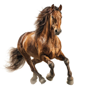 Running Horse V9 Vinyl Car Decal Sticker – Waterproof & UV-Resistant 3.4133333333333336" Running Horse V9 Vinyl Car Decal Sticker – Waterproof & UV-Resistant 3.4133333333333336"