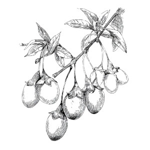 Goji Berry Drawing Vinyl Car Decal Sticker – Waterproof & UV-Resistant 6.826666666666667"