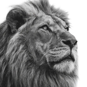 Strong Lion Portrait Vinyl Car Decal Sticker – Waterproof & UV-Resistant 3.4133333333333336" Strong Lion Portrait Vinyl Car Decal Sticker – Waterproof & UV-Resistant 3.4133333333333336"