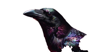 Psychedelic Crow Vinyl Car Decal Sticker – Waterproof & UV-Resistant 2.72" Psychedelic Crow Vinyl Car Decal Sticker – Waterproof & UV-Resistant 2.72"