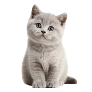 Happy British Kitten Vinyl Car Decal Sticker – Waterproof & UV-Resistant 3.4133333333333336"