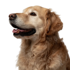 Golden Retriever V14 Vinyl Car Decal Sticker – Waterproof & UV-Resistant 3.4133333333333336"