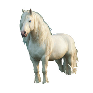 White Horse Crossbreed Vinyl Car Decal Sticker – Waterproof & UV-Resistant 3.4133333333333336" White Horse Crossbreed Vinyl Car Decal Sticker – Waterproof & UV-Resistant 3.4133333333333336"