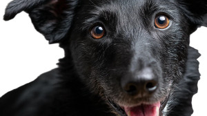 Smiling Dog V7 Vinyl Car Decal Sticker – Waterproof & UV-Resistant 2.72"