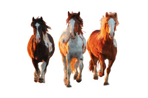 Running Horses Sunset V2 Vinyl Car Decal Sticker – Waterproof & UV-Resistant 2.986666666666667"