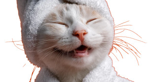Happy Robed Cat V3 Vinyl Car Decal Sticker – Waterproof & UV-Resistant 2.72" Happy Robed Cat V3 Vinyl Car Decal Sticker – Waterproof & UV-Resistant 2.72"