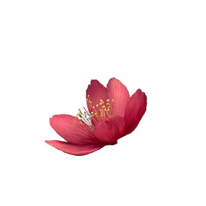 Cape Honeysuckle Vinyl Car Decal Sticker – Waterproof & UV-Resistant 3.4133333333333336"