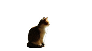 Curious Cat Gazing Vinyl Car Decal Sticker – Waterproof & UV-Resistant 2.72" Curious Cat Gazing Vinyl Car Decal Sticker – Waterproof & UV-Resistant 2.72"