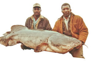 Giant Catfish Catch Vinyl Car Decal Sticker – Waterproof & UV-Resistant 2.986666666666667"