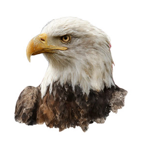 Patriotic Eagle V13 Vinyl Car Decal Sticker – Waterproof & UV-Resistant 3.4133333333333336" Patriotic Eagle V13 Vinyl Car Decal Sticker – Waterproof & UV-Resistant 3.4133333333333336"