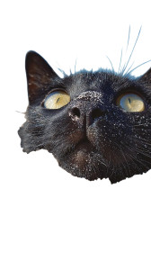 Sunlit Beach Cat Vinyl Car Decal Sticker – Waterproof & UV-Resistant 4.8533333333333335"