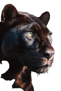 Realistic Panther Vinyl Car Decal Sticker – Waterproof & UV-Resistant 4.4 Realistic Panther Vinyl Car Decal Sticker – Waterproof & UV-Resistant 4.4