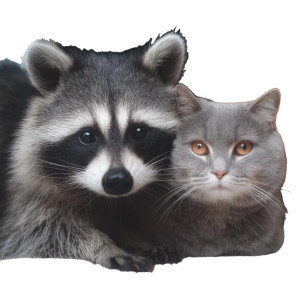 Raccoon And Cat Vinyl Car Decal Sticker – Waterproof & UV-Resistant 3.4133333333333336" Raccoon And Cat Vinyl Car Decal Sticker – Waterproof & UV-Resistant 3.4133333333333336"