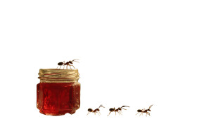 Ants Invade Jelly Vinyl Car Decal Sticker – Waterproof & UV-Resistant 2.986666666666667"