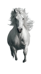 Mythic White Horse Vinyl Car Decal Sticker – Waterproof & UV-Resistant 9.706666666666667"