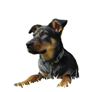 Dog In Park V4 Vinyl Car Decal Sticker – Waterproof & UV-Resistant 3.4133333333333336" Dog In Park V4 Vinyl Car Decal Sticker – Waterproof & UV-Resistant 3.4133333333333336"