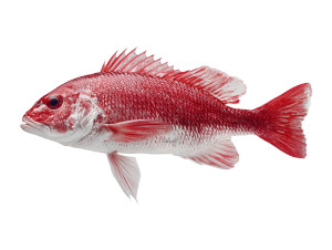 Red Fish V2 Vinyl Car Decal Sticker – Waterproof & UV-Resistant 6.1866666666666665"