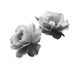 Vintage Roses Vinyl Car Decal Sticker – Waterproof & UV-Resistant 3.4133333333333336" Vintage Roses Vinyl Car Decal Sticker – Waterproof & UV-Resistant 3.4133333333333336"