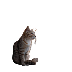 Iranian Cat Vinyl Car Decal Sticker – Waterproof & UV-Resistant 3.4133333333333336" Iranian Cat Vinyl Car Decal Sticker – Waterproof & UV-Resistant 3.4133333333333336"