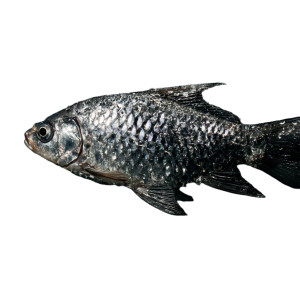 Silver Swimming Fish Vinyl Car Decal Sticker – Waterproof & UV-Resistant 3.4133333333333336"