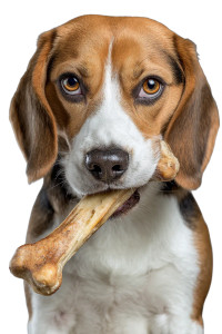 Chewing Beagle Vinyl Car Decal Sticker – Waterproof & UV-Resistant 8.96"