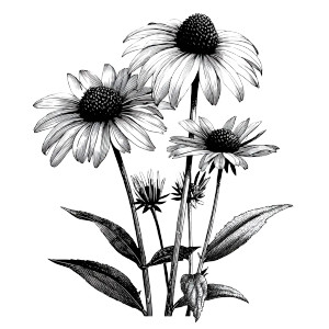 Black Eyed Susans V2 Vinyl Car Decal Sticker – Waterproof & UV-Resistant 6.826666666666667" Black Eyed Susans V2 Vinyl Car Decal Sticker – Waterproof & UV-Resistant 6.826666666666667"