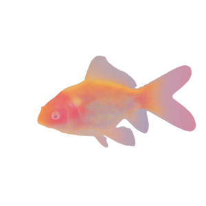 Goldfish V2 Vinyl Car Decal Sticker – Waterproof & UV-Resistant 6.826666666666667"