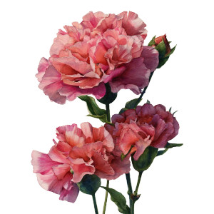 Watercolor Roses Vinyl Car Decal Sticker – Waterproof & UV-Resistant 3.4133333333333336" Watercolor Roses Vinyl Car Decal Sticker – Waterproof & UV-Resistant 3.4133333333333336"