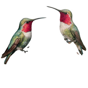 Hummingbirds On Eucalyptus Vinyl Car Decal Sticker – Waterproof & UV-Resistant 3.4133333333333336" Hummingbirds On Eucalyptus Vinyl Car Decal Sticker – Waterproof & UV-Resistant 3.4133333333333336"