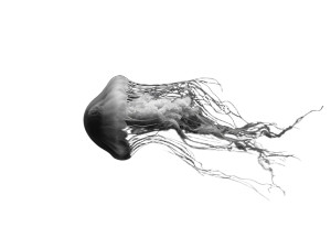 Photorealistic Jellyfish V2 Vinyl Car Decal Sticker – Waterproof & UV-Resistant 6.1866666666666665" Photorealistic Jellyfish V2 Vinyl Car Decal Sticker – Waterproof & UV-Resistant 6.1866666666666665"