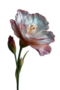 Budding Pink Flower Vinyl Car Decal Sticker – Waterproof & UV-Resistant 8.96"