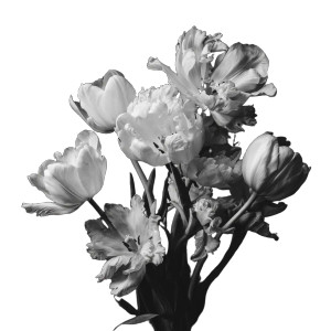 Monochromatic Tulips Vinyl Car Decal Sticker – Waterproof & UV-Resistant 6.826666666666667"