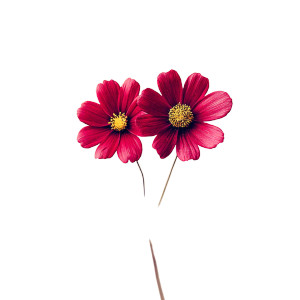 Burgundy Cosmos Flowers Vinyl Car Decal Sticker – Waterproof & UV-Resistant 6.826666666666667" Burgundy Cosmos Flowers Vinyl Car Decal Sticker – Waterproof & UV-Resistant 6.826666666666667"
