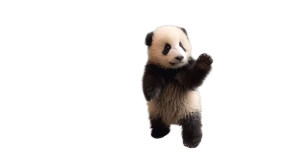 Panda Cub Reaching Vinyl Car Decal Sticker – Waterproof & UV-Resistant 2.72"