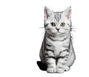 Silver Kitten V2 Vinyl Car Decal Sticker – Waterproof & UV-Resistant 3.4133333333333336"