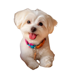 Happy Maltese Puppy Vinyl Car Decal Sticker – Waterproof & UV-Resistant 3.4133333333333336"