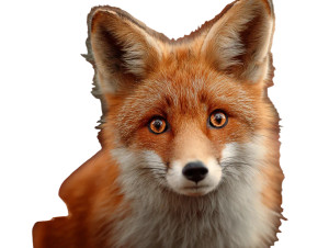 Red Forest Fox Vinyl Car Decal Sticker – Waterproof & UV-Resistant 3.0933333333333333"